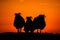 Pair of sheep in meadow during sunset, Helgoland, Germany, animal silhouette, beautiful scene from wild