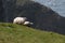 Pair of sheep in the pasture behind a cliff near the sea