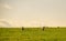 A pair of sheep of sheep look at the camera in a breeding field in Brazil