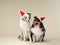A pair of Shetland Sheepdogs don holiday caps, ready for Christmas
