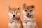 Pair of Shiba Inu dog puppies with bowties on orange background