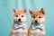 Pair of Shiba Inu dog puppies with bowties on pastel blue background