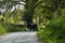 Pair of Shire horses driving on a country lane