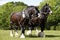 Pair of Shire Horses Working