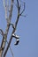 Pair of Shoes Hanging on Tree Branches