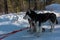 A pair of Siberian huskies are harnessed, standing on a snow-covered road.