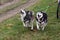 Pair of siberian huskys