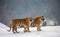 Pair of Siberian tigers in a snowy glade. China. Harbin. Mudanjiang province. Hengdaohezi park.