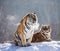 Pair of Siberian tigers in a snowy glade. China. Harbin. Mudanjiang province. Hengdaohezi park. Siberian Tiger Park.