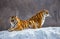 Pair of Siberian tigers on a snowy hill against the backdrop of a winter forest. China. Harbin. Mudanjiang province.