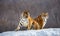 Pair of Siberian tigers on a snowy hill against the backdrop of a winter forest. China. Harbin. Mudanjiang province.