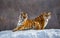 Pair of Siberian tigers on a snowy hill against the backdrop of a winter forest. China. Harbin. Mudanjiang province.