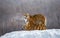 Pair of Siberian tigers on a snowy hill against the backdrop of a winter forest. China. Harbin. Mudanjiang province.