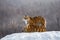 Pair of Siberian tigers on a snowy hill against the backdrop of a winter forest. China. Harbin. Mudanjiang province.