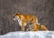 Pair of Siberian tigers on a snowy hill against the backdrop of a winter forest. China. Harbin. Mudanjiang province.