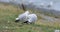 Pair of Silver Gull, Chroicocephalus novaehollandiae 4K