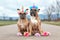 Pair of sitting French Bulldog dogs dressed up with unicorn costume headbands with flowers