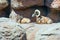Pair of sleeping Desert bighorn sheeps under a rock in Saguaro National Park.Arizona.USA
