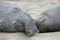 Pair of Sleeping Elephant Seals on Beach