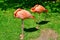 A pair of sleeping flamingos