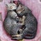 Pair of sleeping gray striped kittens, square image