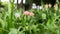 Pair of small pink flowers of creeping thistle swaying in the wind in a park