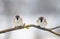 pair of small plump funny baby bird Sparrow sitting on a branc