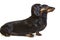 A pair of smooth-haired dachshunds stands sideways and looks to one side