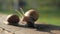 A pair of snails crawl on a gray board in sunny weather. Macro, super close up.