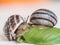 Pair of snails on leaf