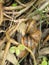 A Pair of Snails Between Plant Stems.