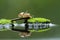 A pair snails on water and are reflection