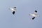 Pair of snow geese in flight