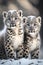 Pair of snow leopard cubs (Panthera uncia).