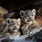 Pair of snow leopard cubs sitting on the rocks.