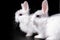 A pair of snow-white little funny Easter bunnies on a black background