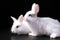 A pair of snow-white little funny Easter bunnies on a black background