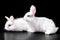 A pair of snow-white little funny Easter bunnies on a black background