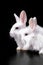 A pair of snow-white little funny Easter bunnies on a black background