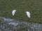Pair of Snowy Egrets in Alligator Weeds