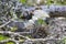 Pair Of Snowy Egrets Attending To Their Nest