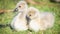 A pair of soft cute Black Swan Cygnets Cygnus atratus