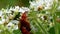 Pair of Soldier Beetle in copulation, their Latin name is Cantharis livida