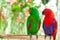 Pair of Solomon Island Eclectus Parrots