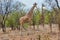 Pair of Somali Giraffe, Meru NP, Kenya