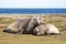 Pair of Southern Elephant Seals (Mirounga leonina) Falkland Isla