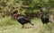 A pair of Southern Ground Hornbill