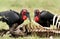 A pair of Southern ground hornbills, Masai Mara