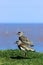 Pair of Southern Lapwings