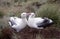 pair of Southern Royal Albatross